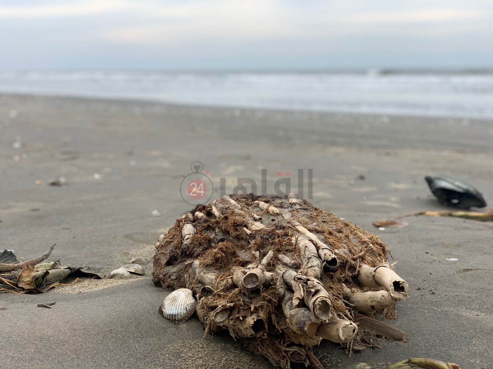 ورد النيل علي شاطئ بورسعيد 