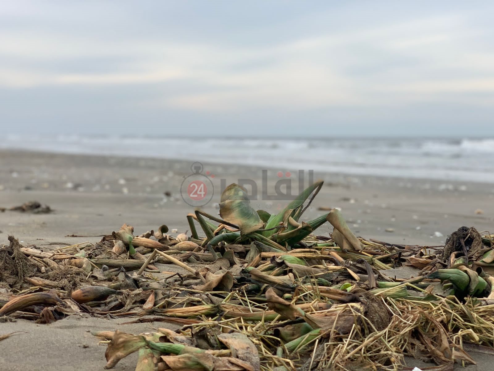 ورد النيل علي شاطئ بورسعيد 