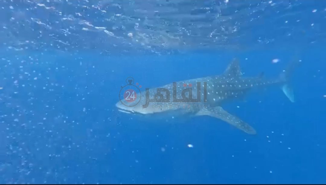 القرش بهلول بسواحل الغردقة 