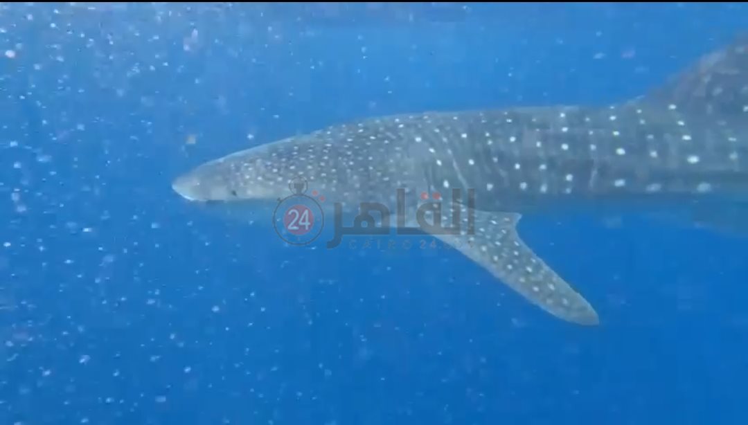 القرش بهلول بسواحل الغردقة 