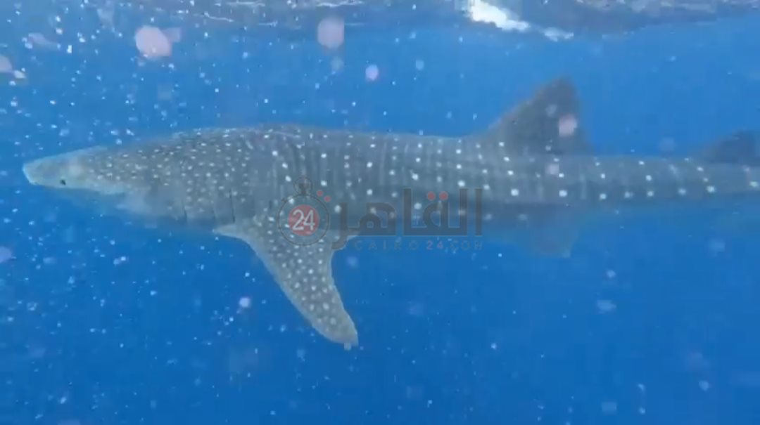 القرش بهلول بسواحل الغردقة 