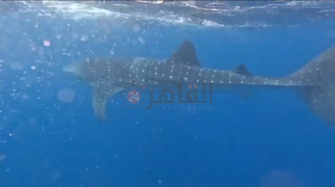 القرش بهلول بسواحل الغردقة 