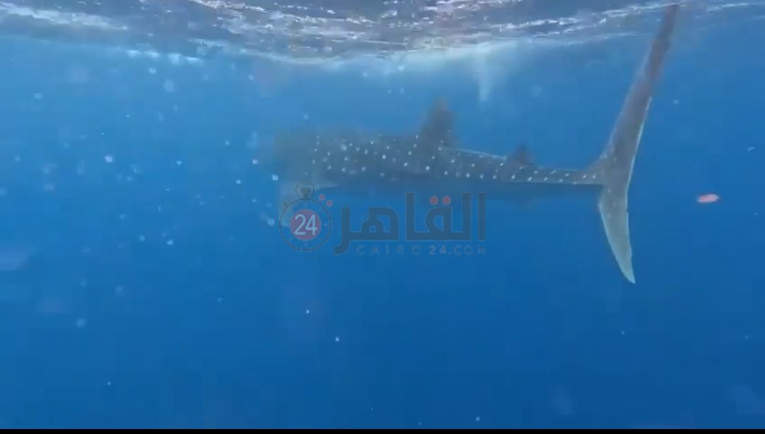 القرش بهلول بسواحل الغردقة 
