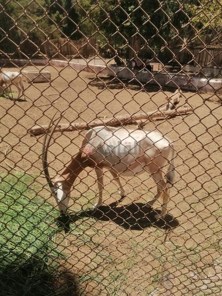 حديقه الحيوان بالفيوم