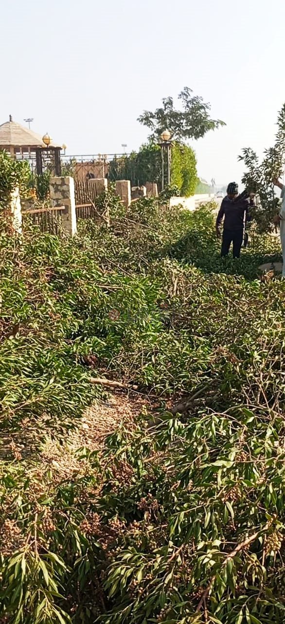 تاقليم سور شجري بقريه رحيل في الفيوم 