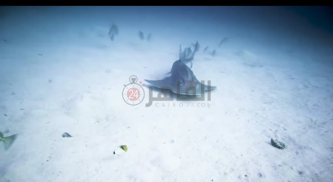 ظهور قرش الجيتار بمرسى شجرة 