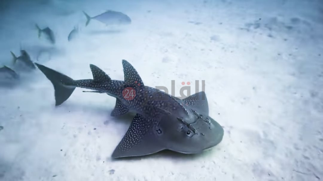 ظهور قرش الجيتار بمرسى شجرة 