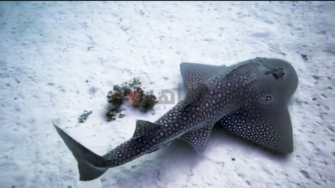 ظهور قرش الجيتار بمرسى شجرة 