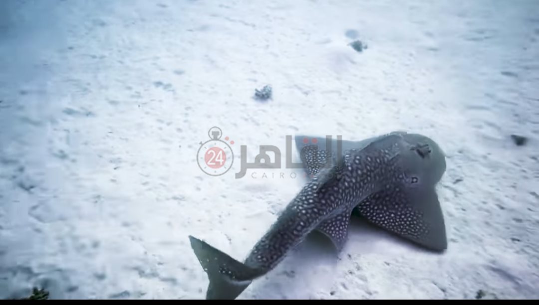 ظهور قرش الجيتار بمرسى شجرة 