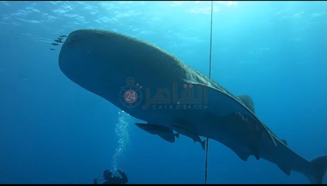 IMG_٢٠٢٤٠١١٥_٠٨٤٦٤١