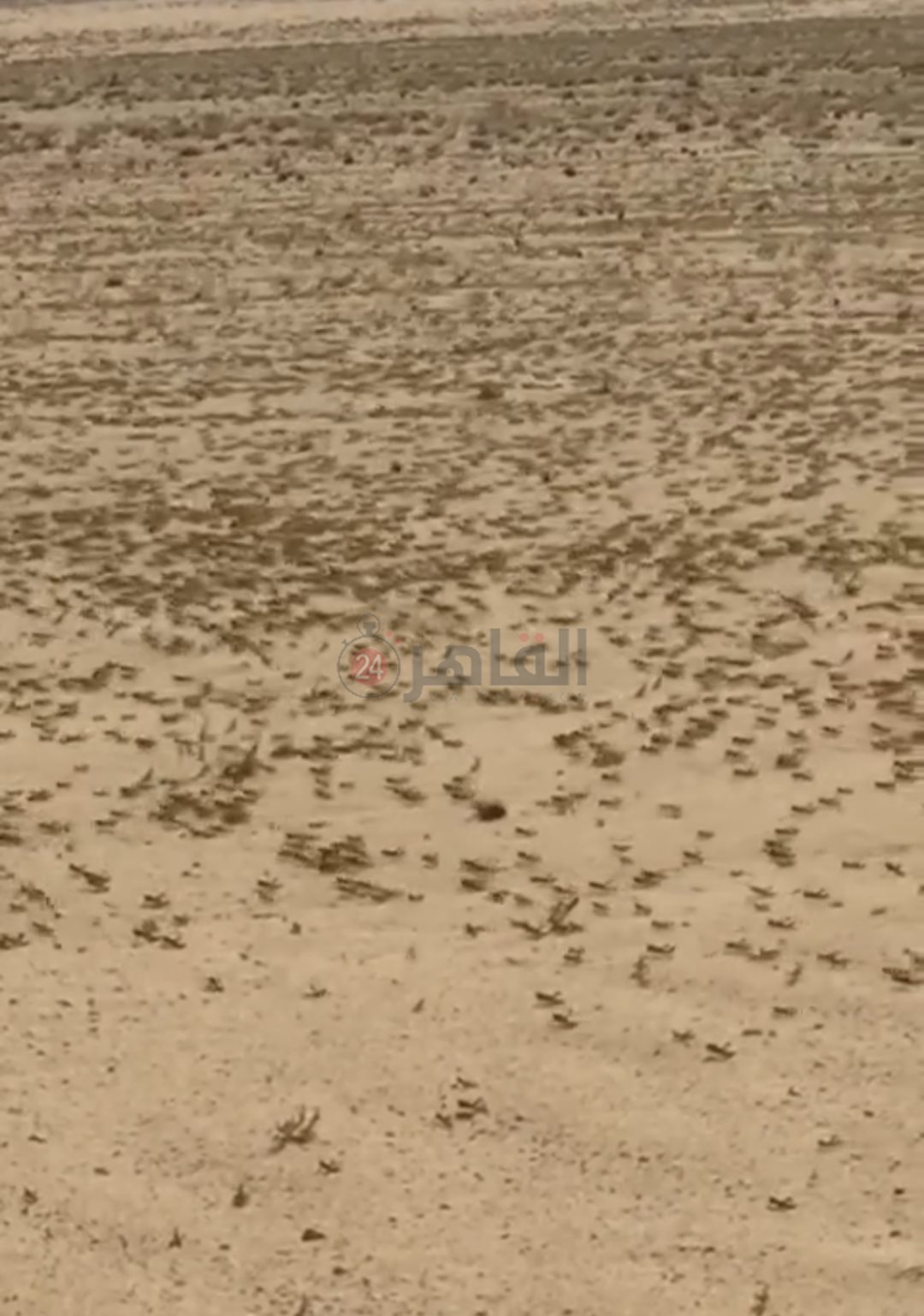 IMG_٢٠٢٤٠١٣٠_٠٨١٩٠٧