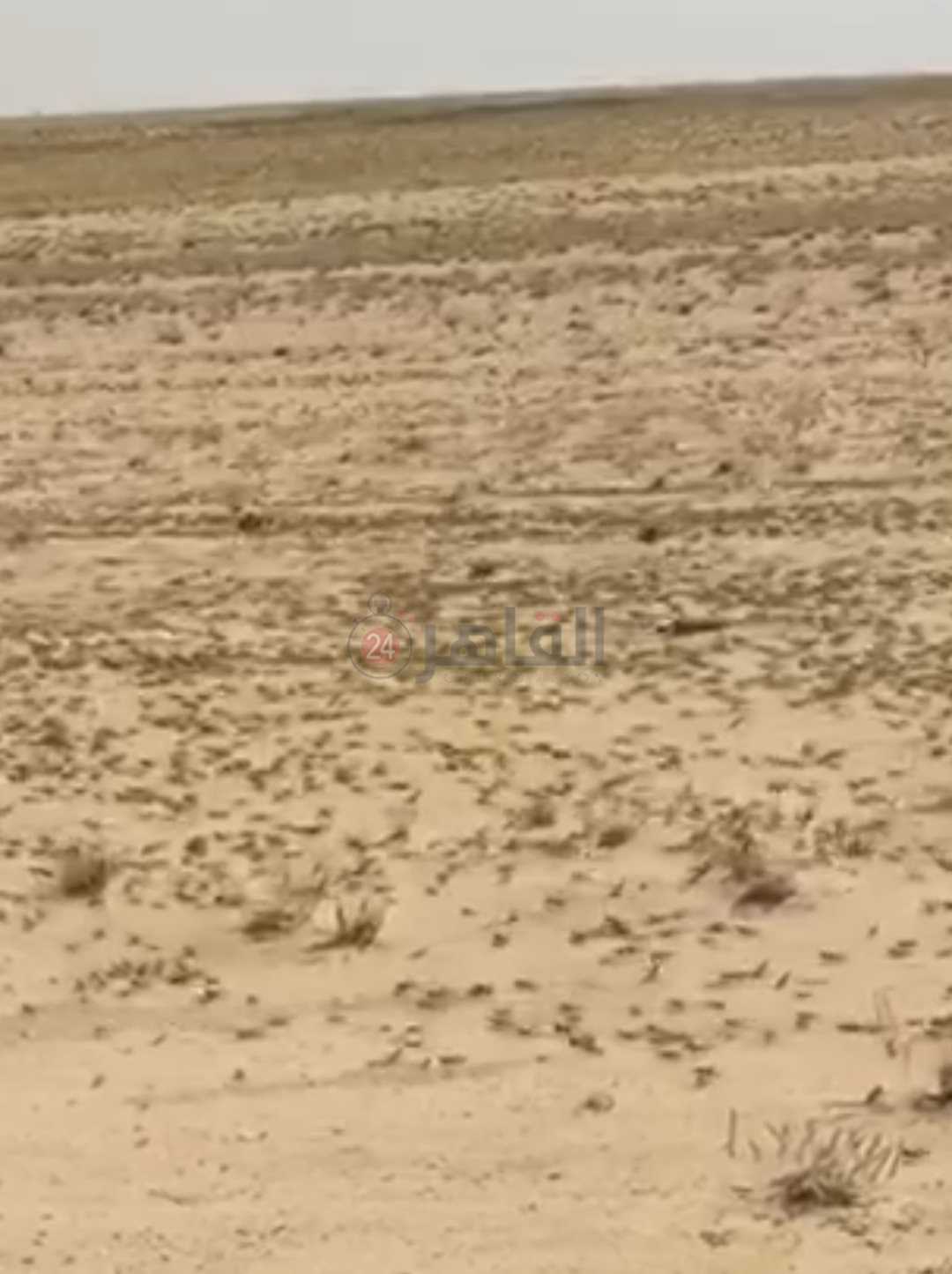 IMG_٢٠٢٤٠١٣٠_٠٨١٨٣٨