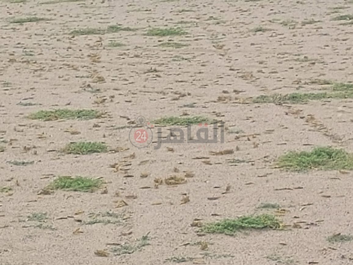إبادة الجراد في حلايب وشلاتين 