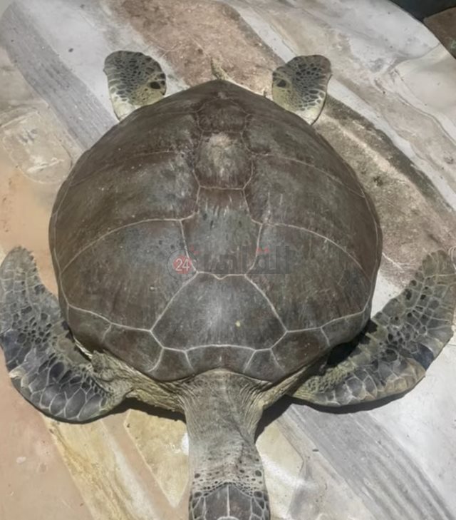 IMG_٢٠٢٤٠٢٠٣_١٢٥٠٢٩