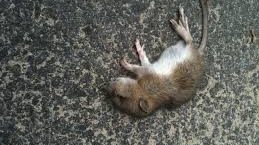 تفسير حلم الفأر في البيت