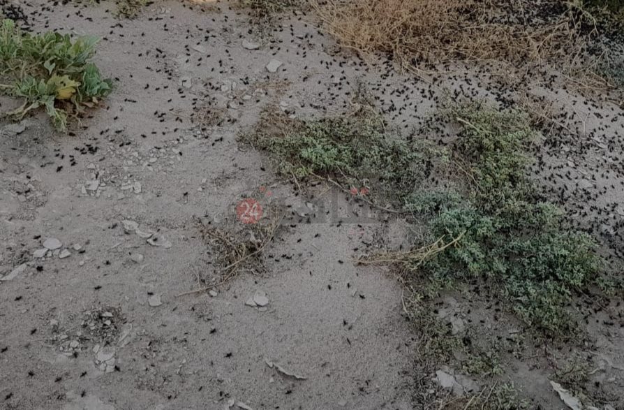 IMG_٢٠٢٤٠٣٠٣_٠٨٤٧٣٢