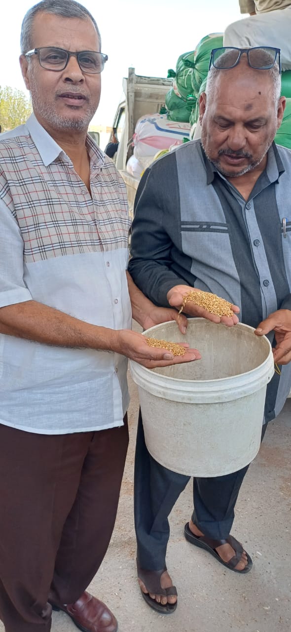 توريد قمح المدارس الحقلية التابعة لمنظمة الفاو للمطاحن 