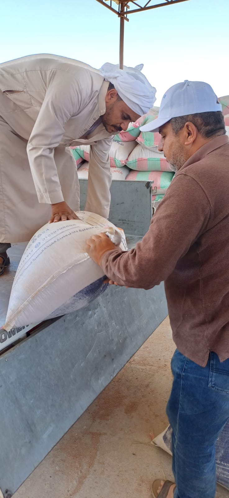 توريد قمح المدارس الحقلية التابعة لمنظمة الفاو للمطاحن 