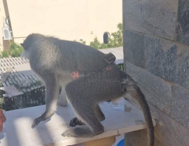 IMG_٢٠٢٤٠٤١١_١٧٣٨١١