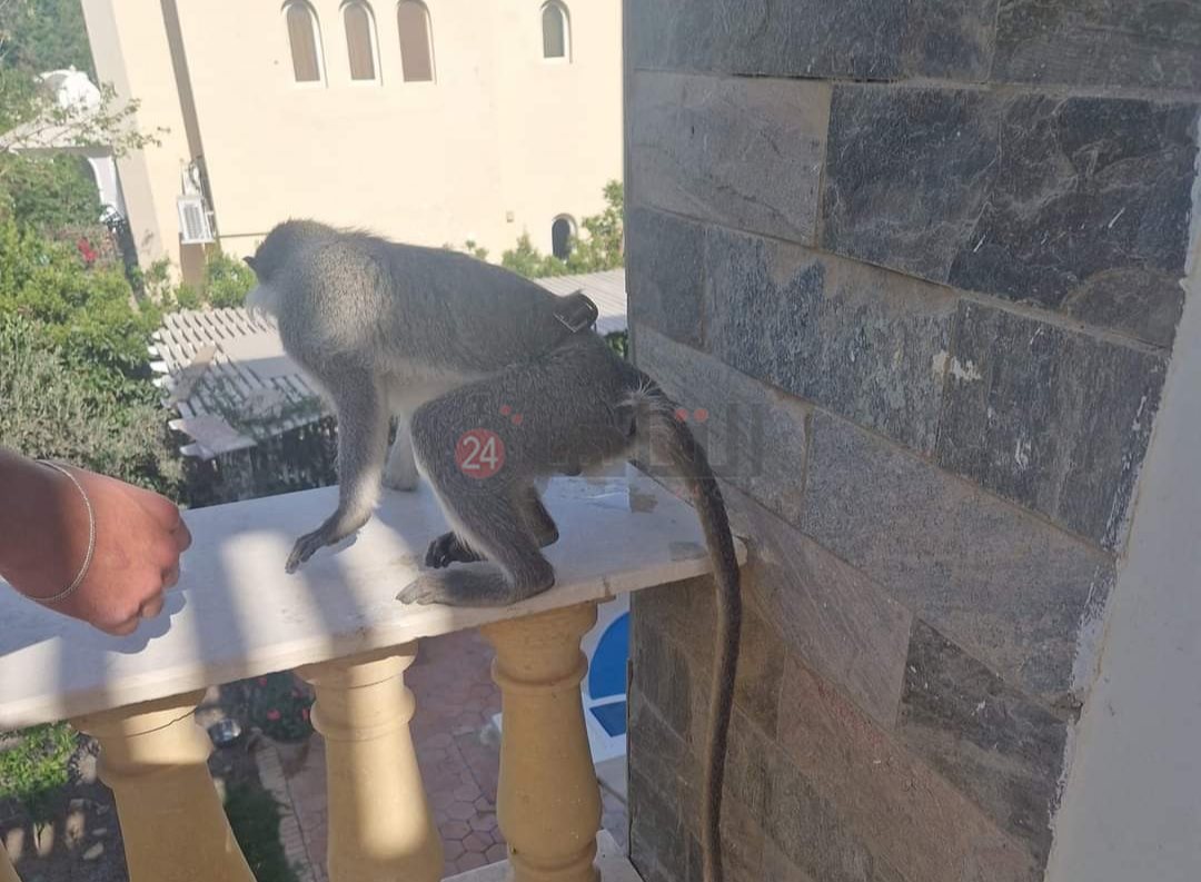 IMG_٢٠٢٤٠٤١١_١٧٣٧٥٦