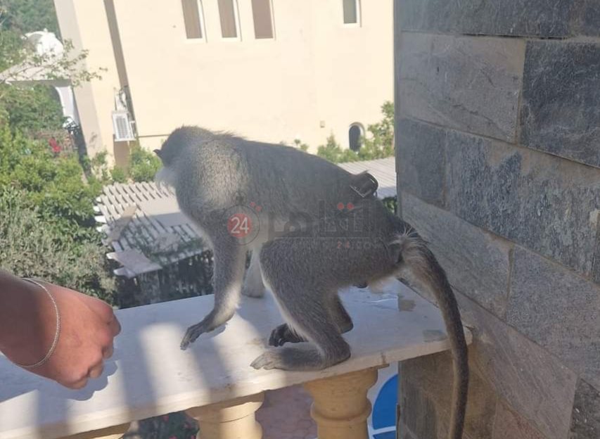 IMG_٢٠٢٤٠٤١١_١٧٣٧٤٣