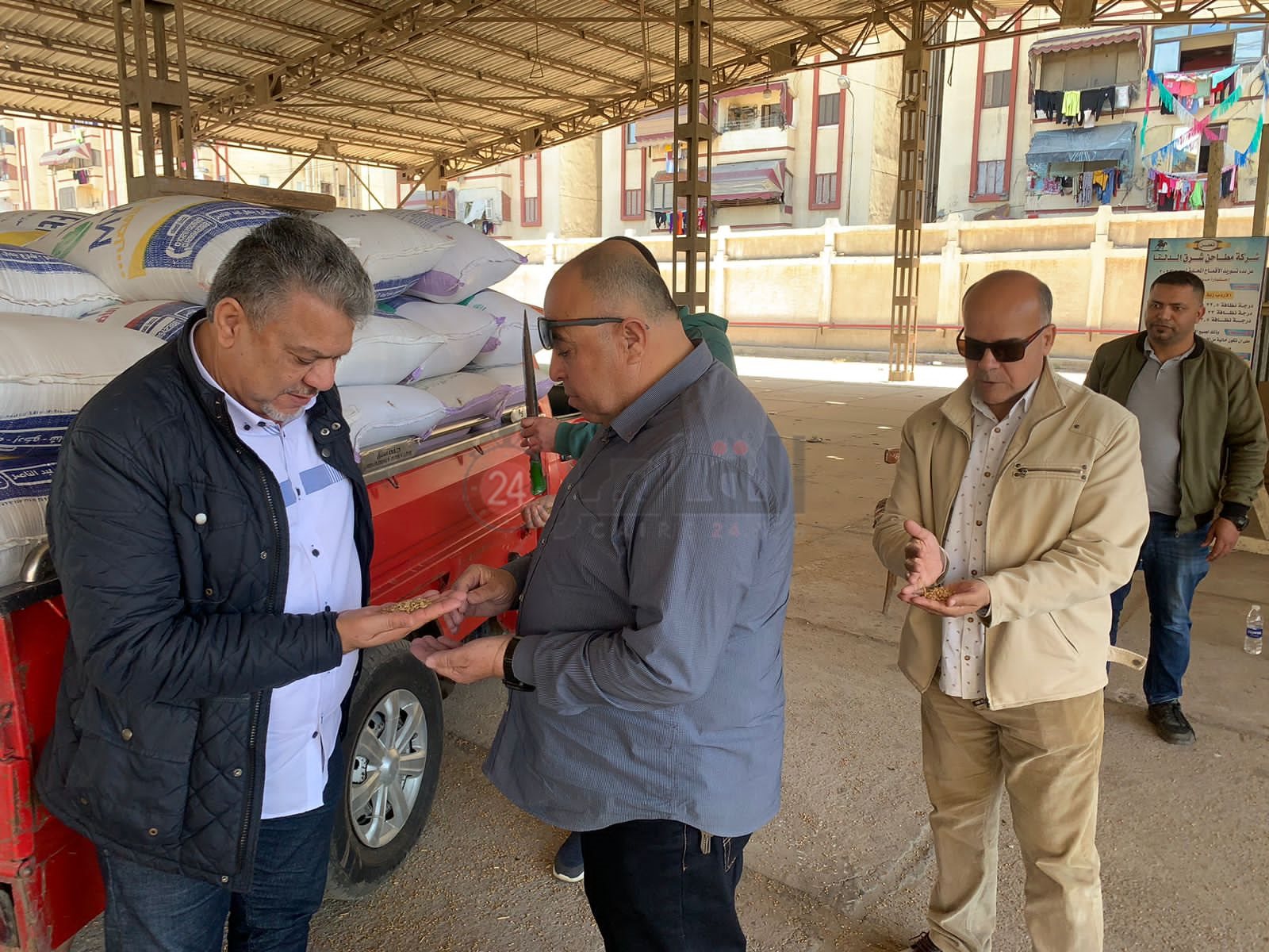 موسم توريد القمح ببورسعيد 