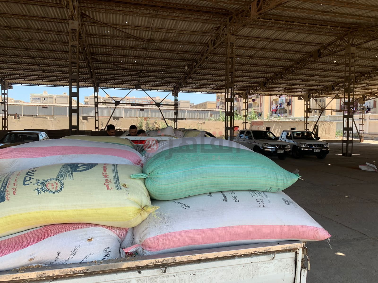 موسم توريد القمح ببورسعيد 