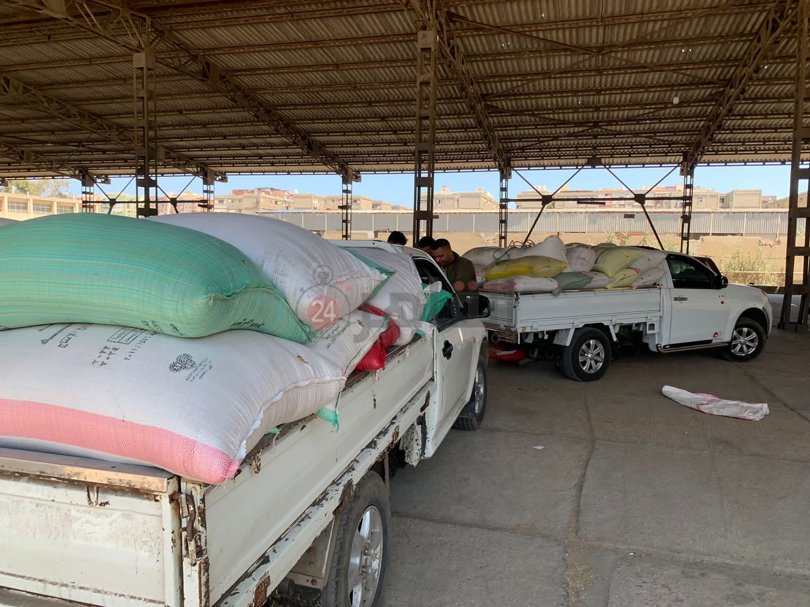 موسم توريد القمح ببورسعيد 