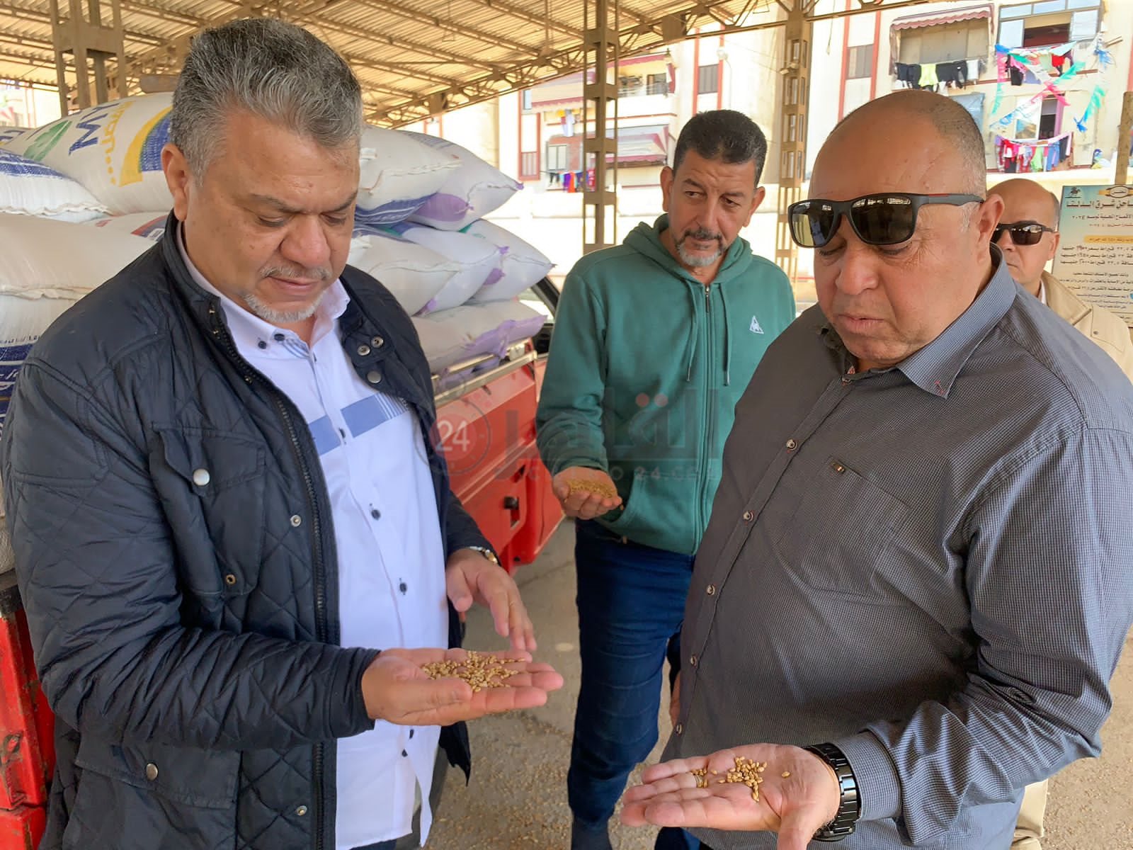 موسم توريد القمح ببورسعيد 