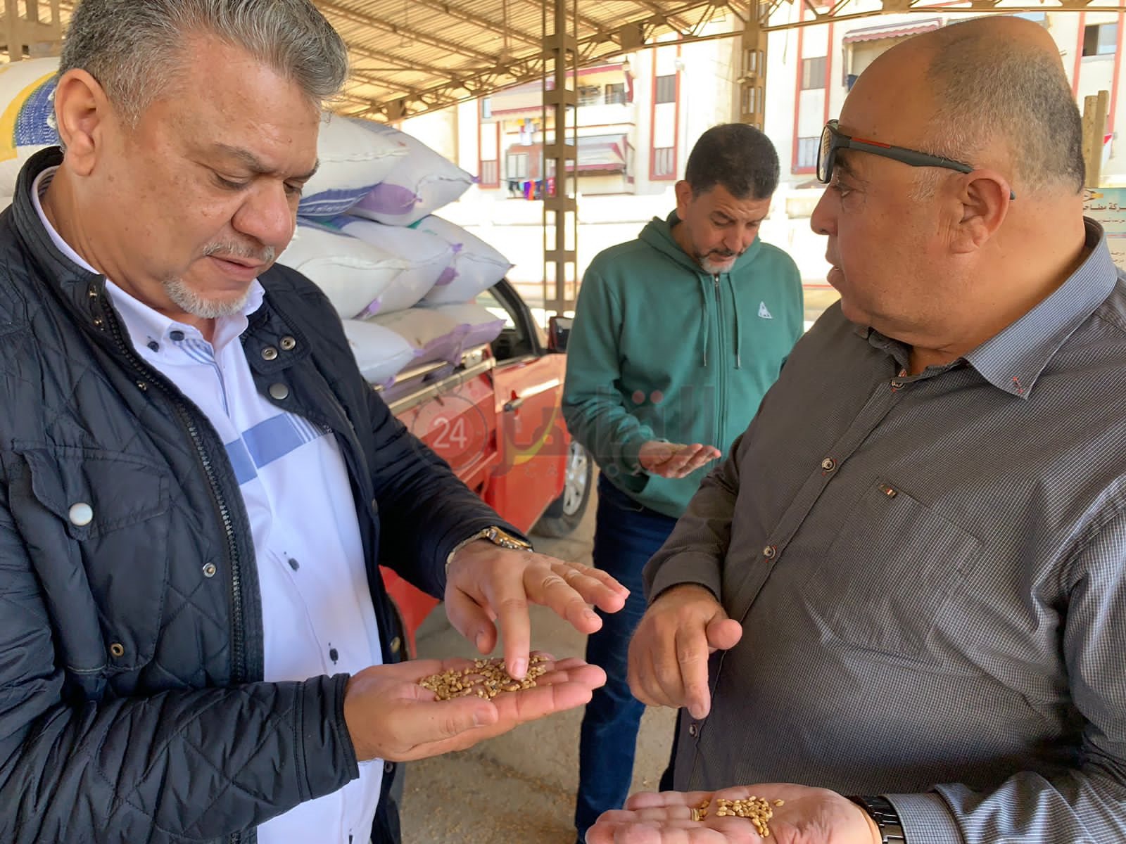 موسم توريد القمح ببورسعيد 