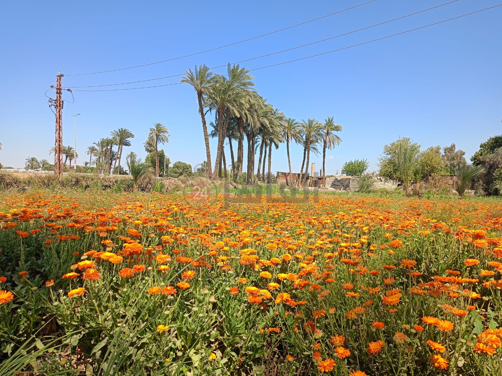 حصاد محصول عباد القمر 