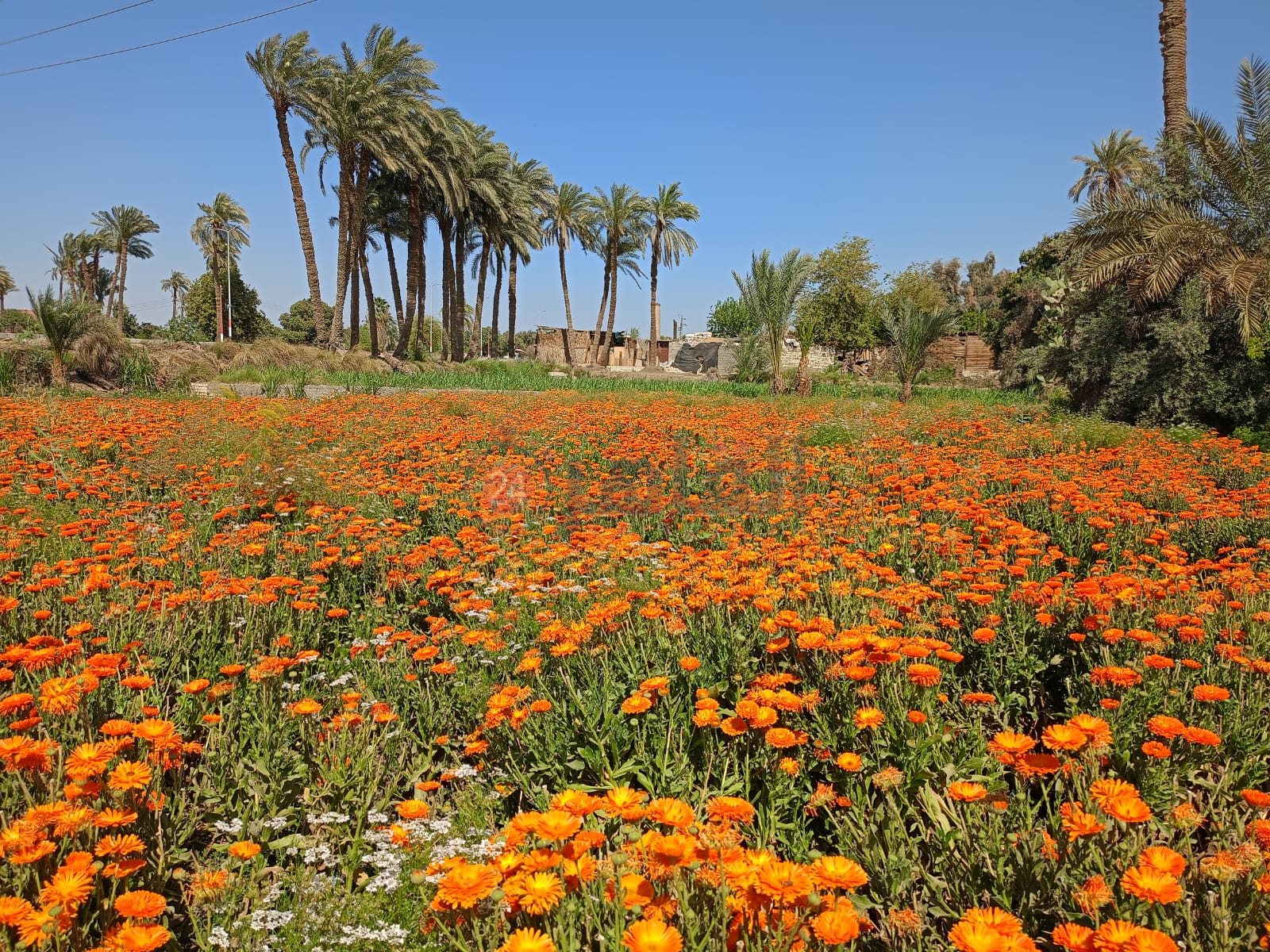 حصاد محصول عباد القمر 