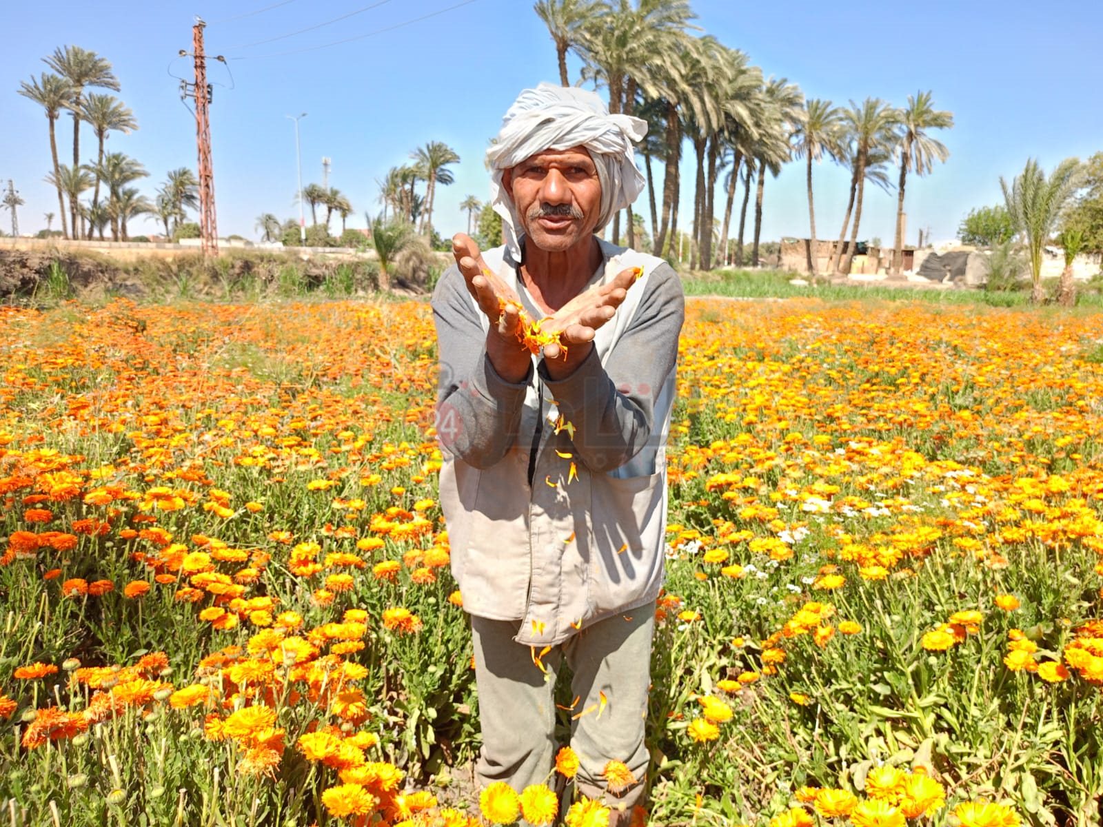 حصاد محصول عباد القمر 