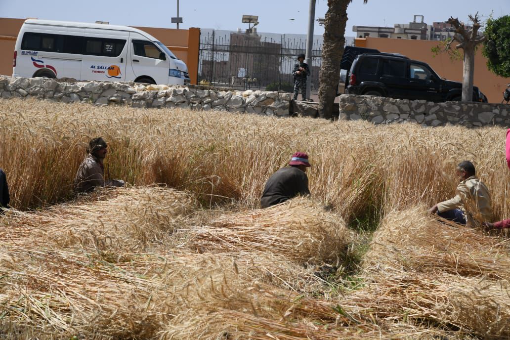 محافظ الفيوم يفتتح موسم حصاد القمح