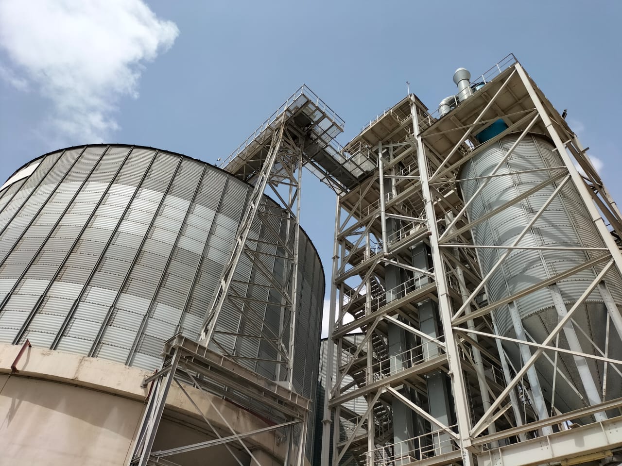 توريد القمح المحلي بالإسكندرية 