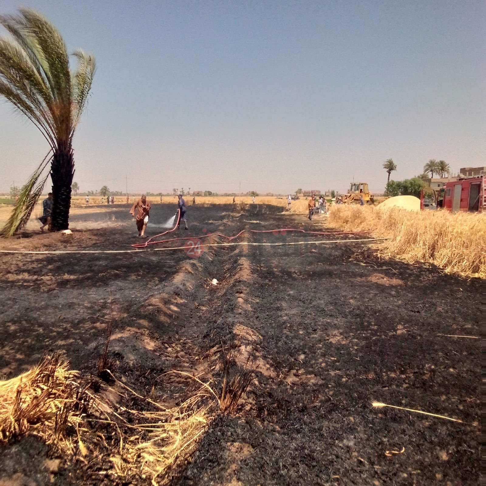 اندلاع حريق بالقمح بأسيوط