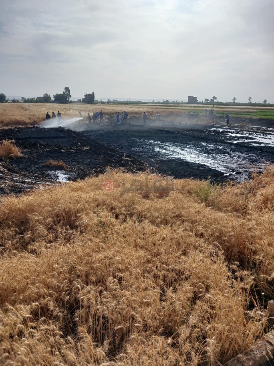 اندلاع حريق بالقمح بأسيوط
