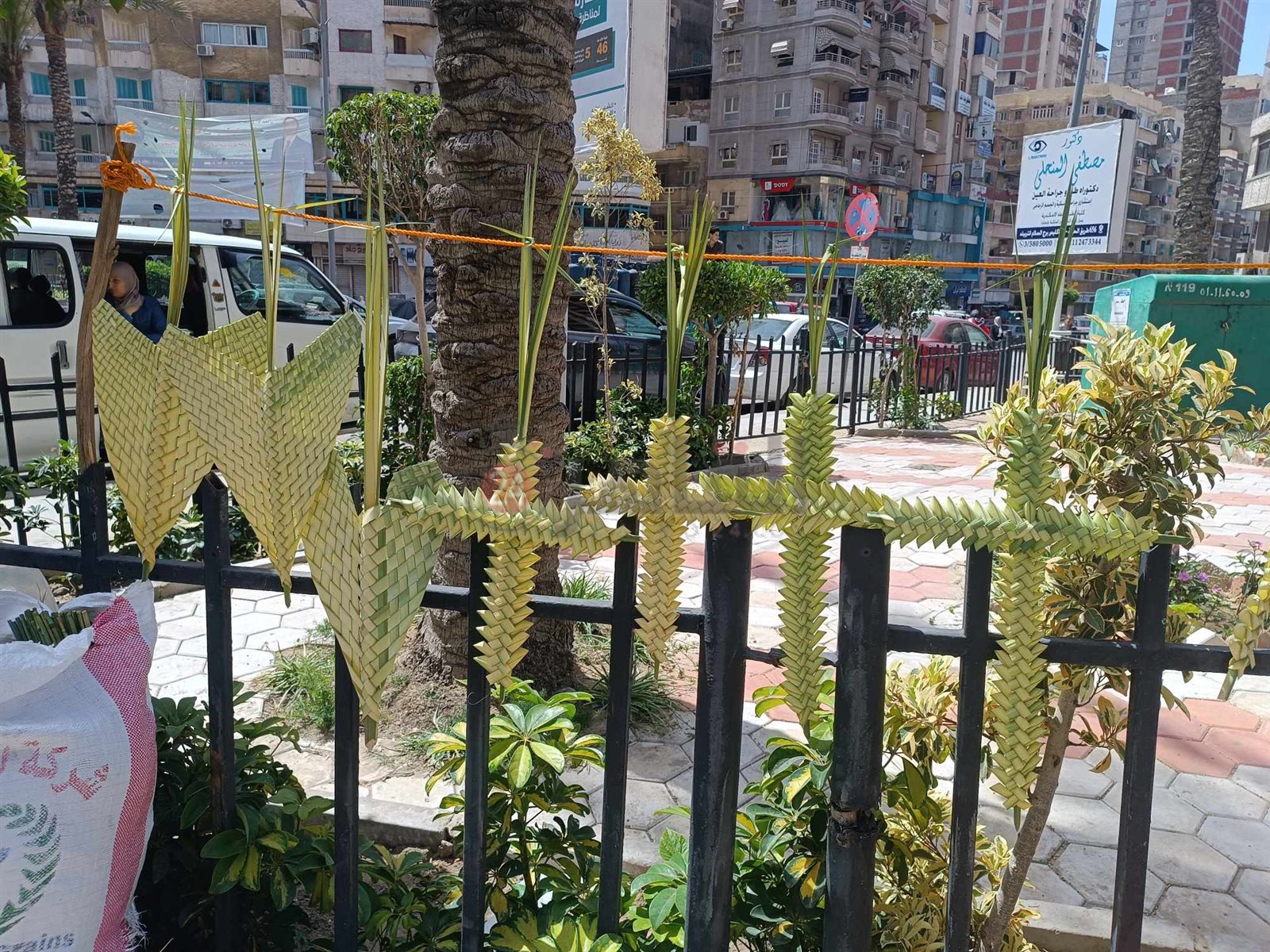 انتشار السعف بشوارع الإسكندرية 