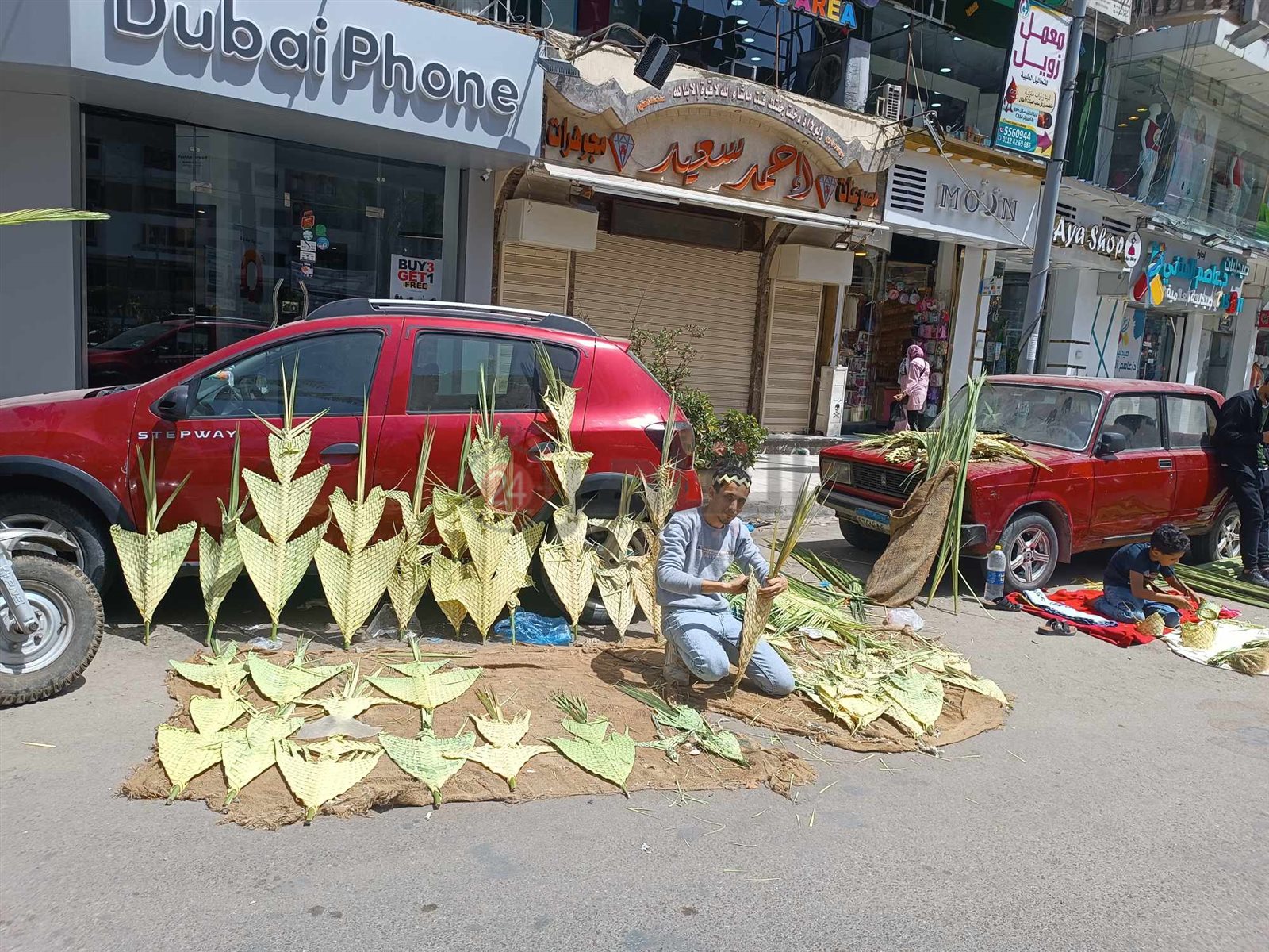 انتشار السعف بشوارع الإسكندرية