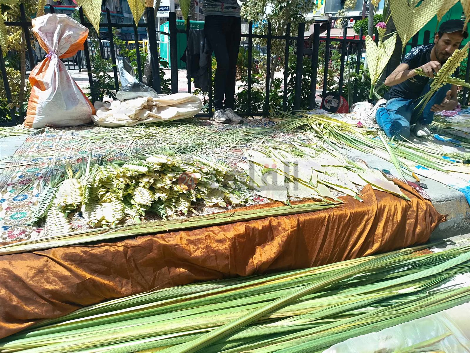 انتشار السعف بشوارع الإسكندرية