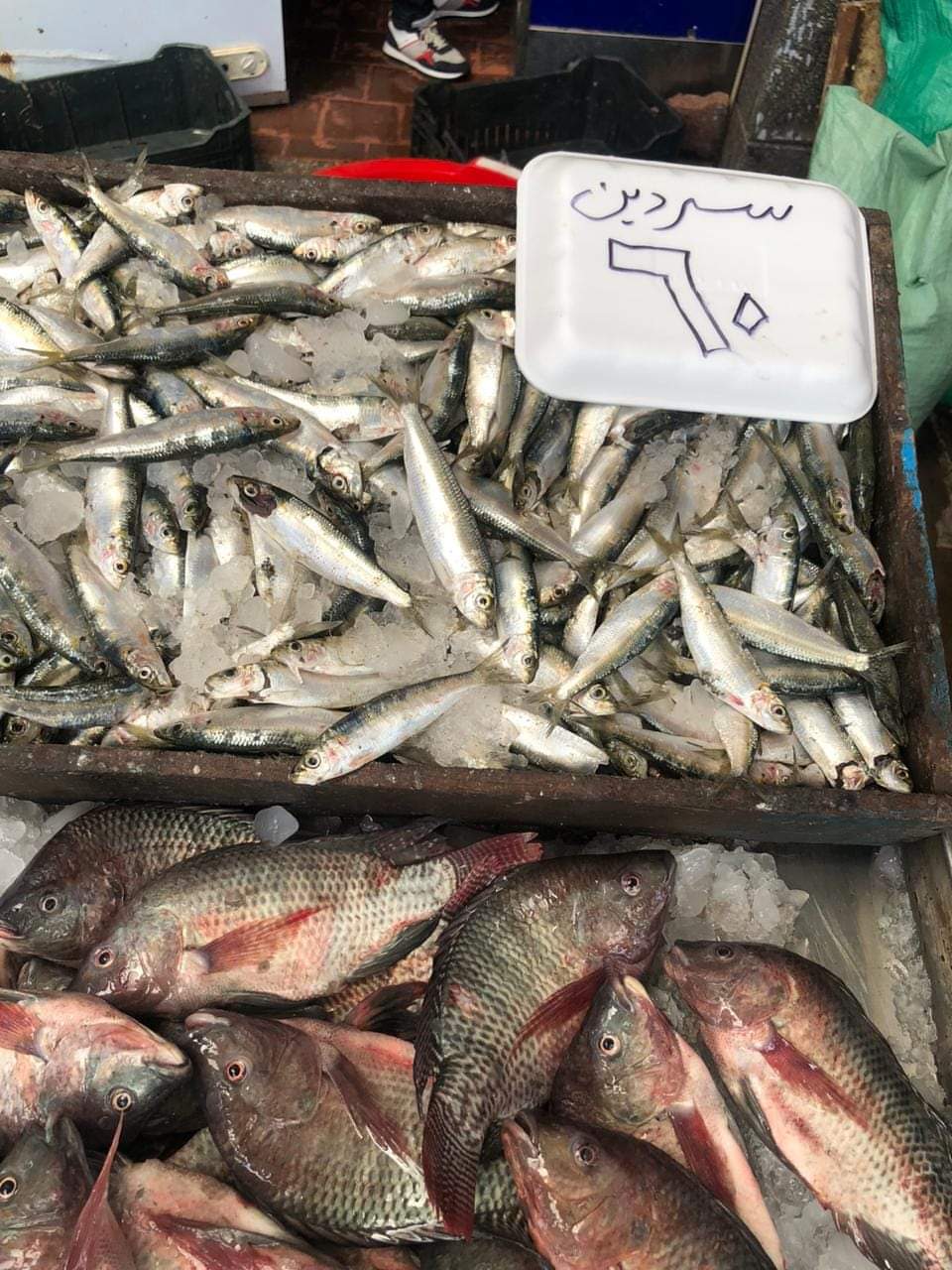 مقاطعة الأسماك ببورسعيد