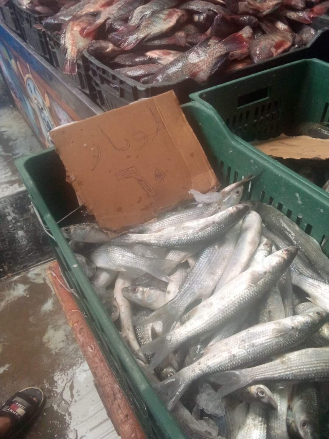 مقاطعة الأسماك ببورسعيد