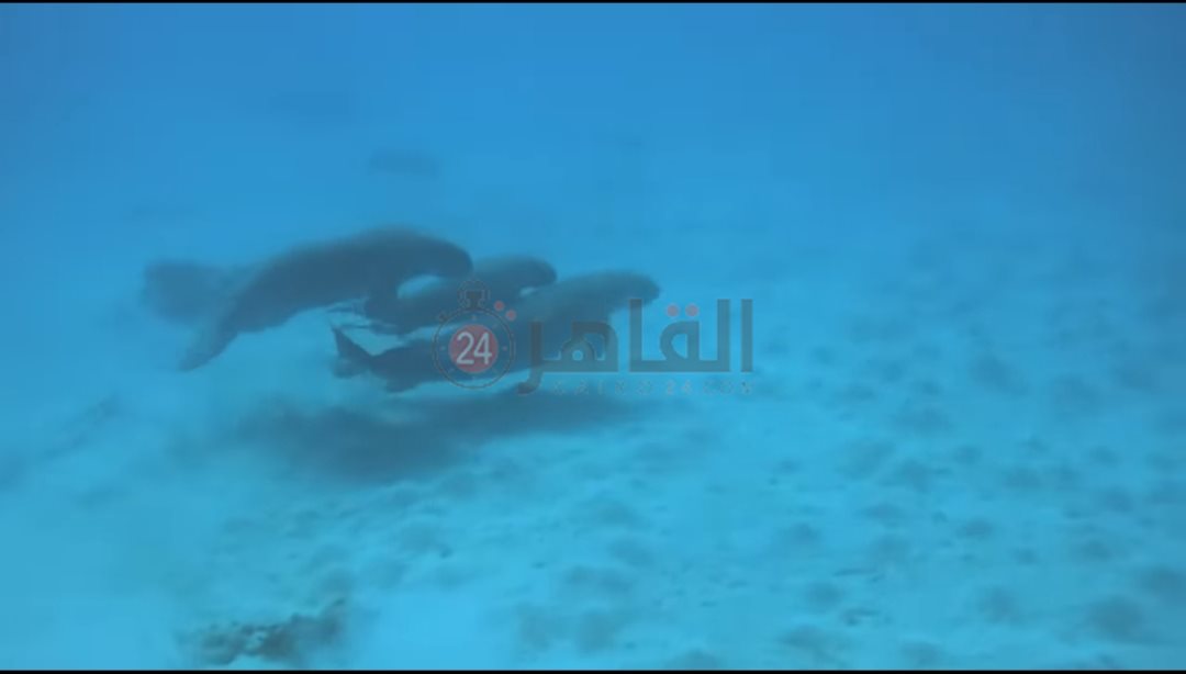 IMG_٢٠٢٤٠٥١٤_١٠٣٩٣٥