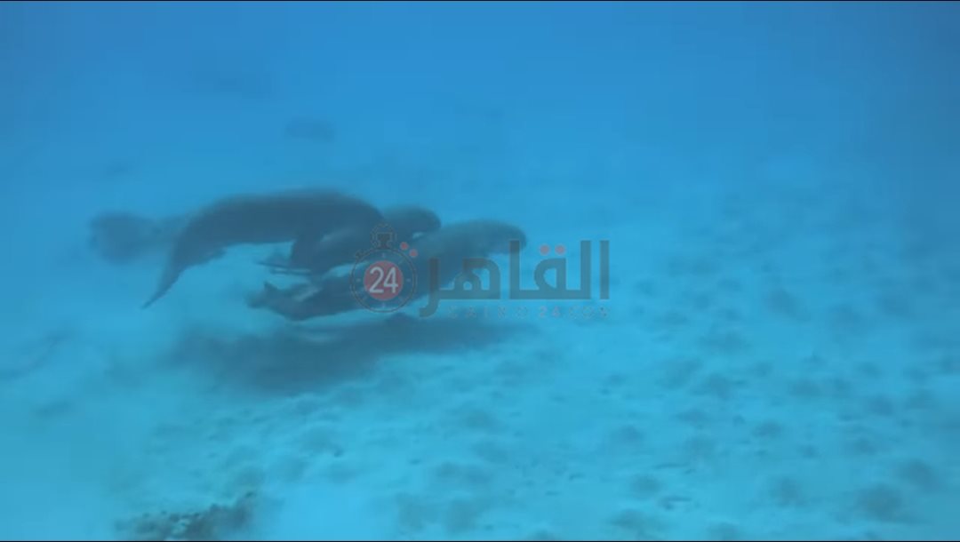 IMG_٢٠٢٤٠٥١٤_١٠٣٨٥٩