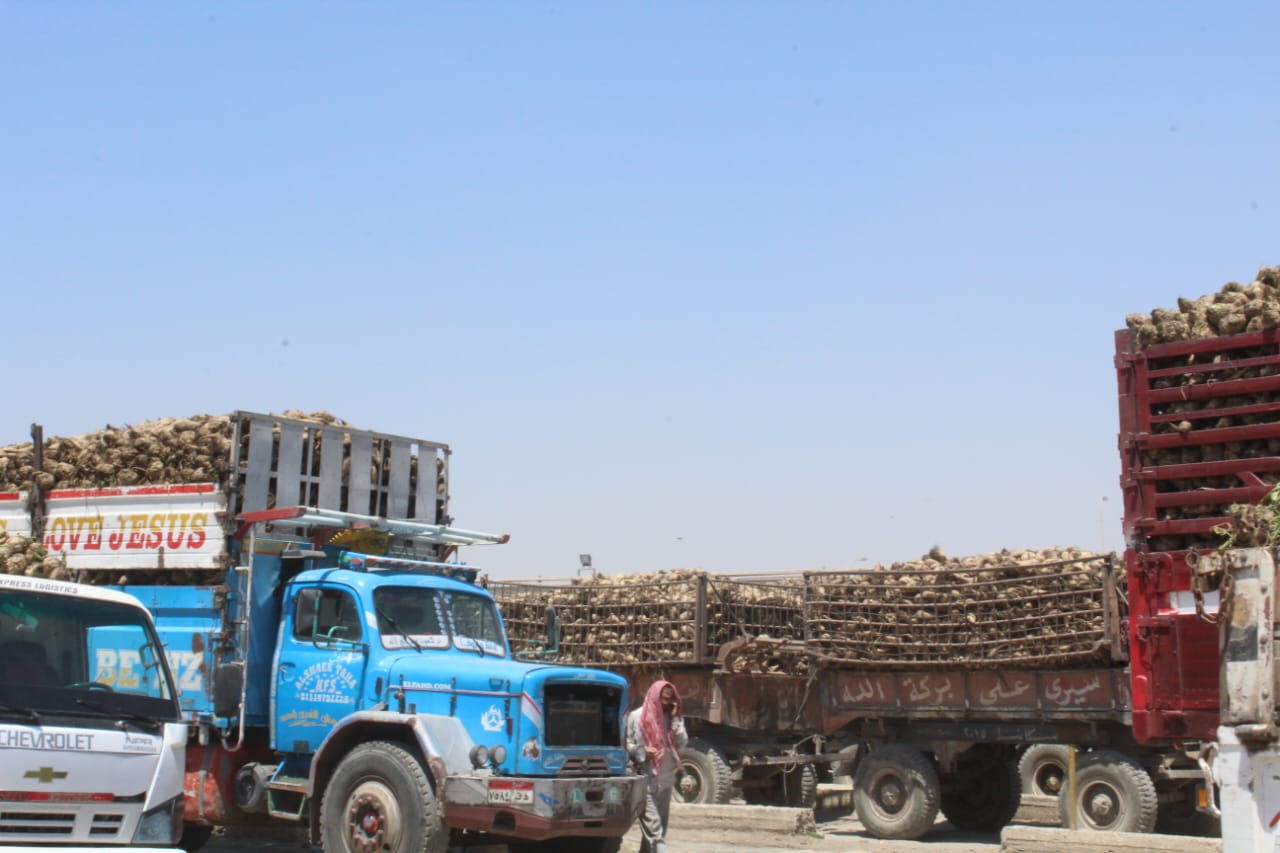 وكيل زراعة الفيوم بتفقد توريد محصول بنجر السكر | صور