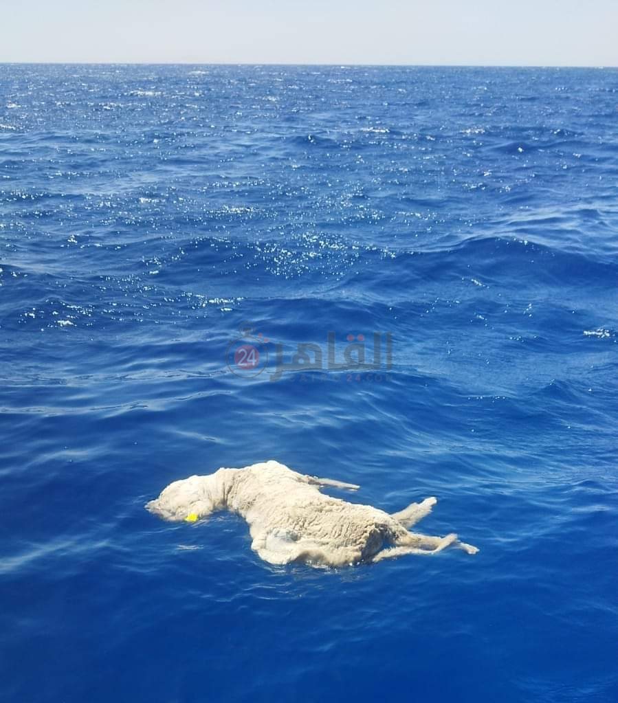 IMG_٢٠٢٤٠٦١٠_٢٢٠٤٢٧