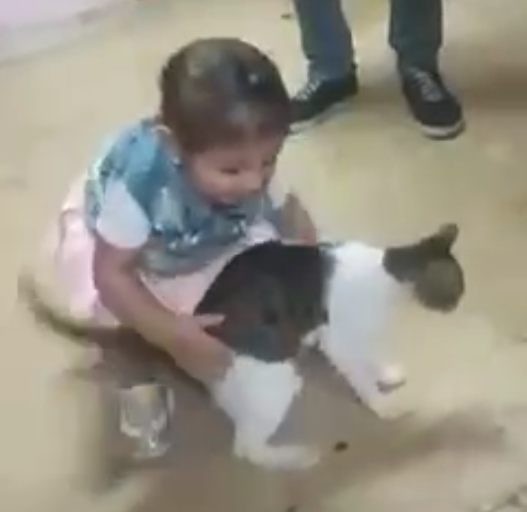 الصغيرة تلاعب القطة 