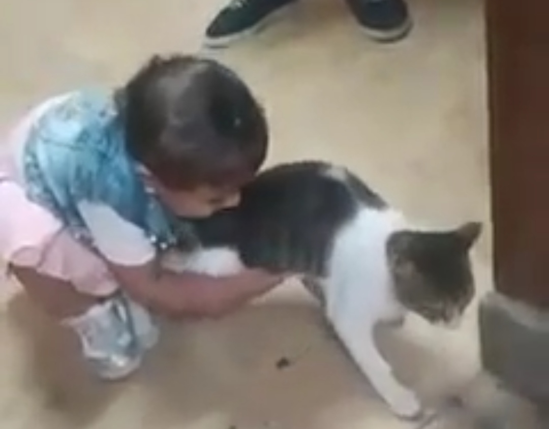 الصغيرة تلاعب القطة 