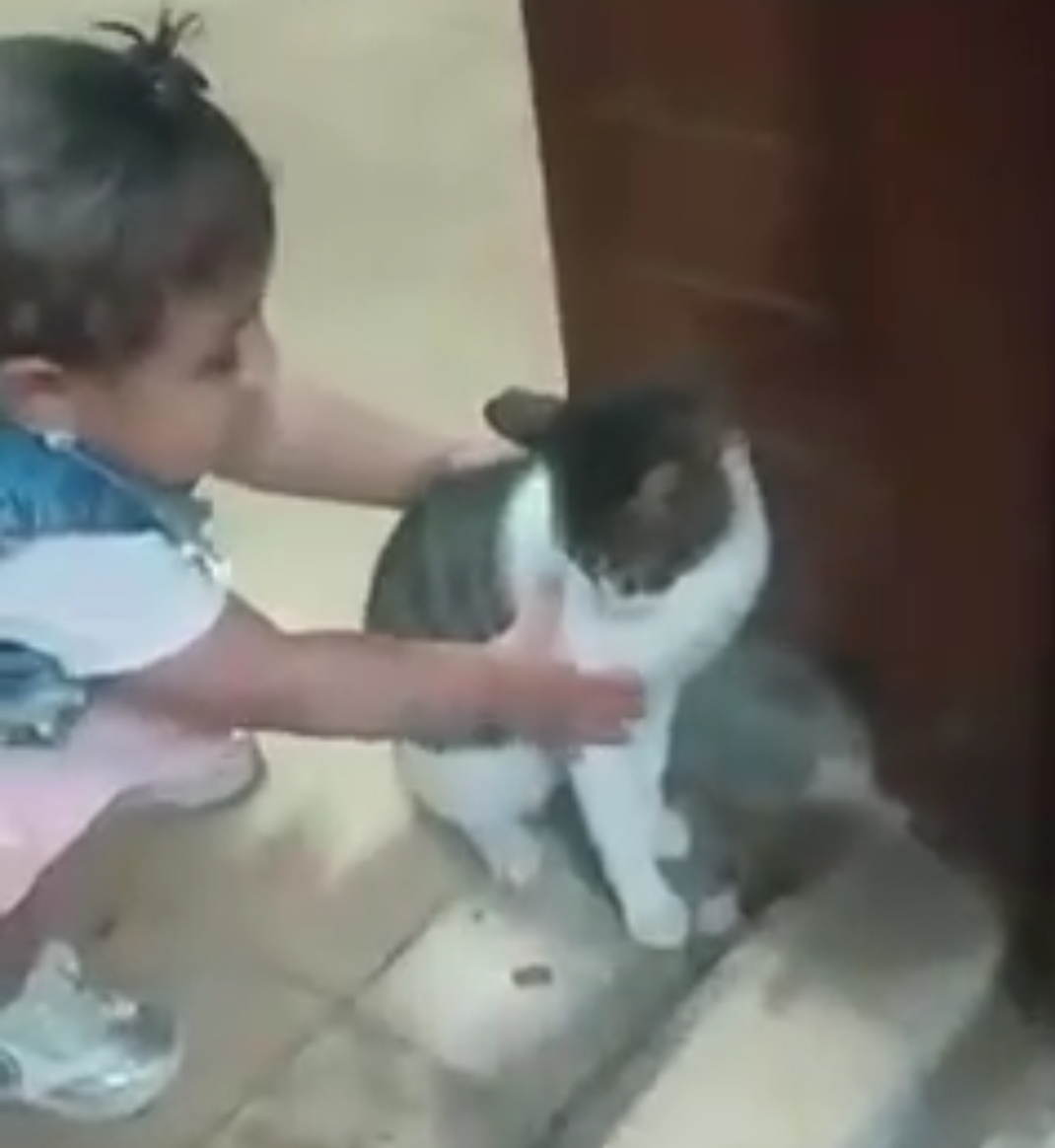 الصغيرة تلاعب القطة 