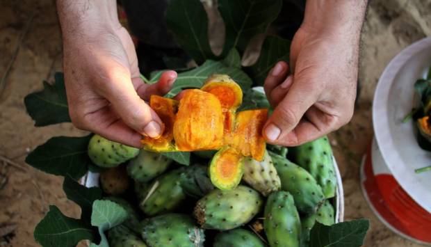 طريقة عمل عصير التين الشوكي الطبيعي